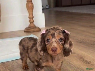 Dachshund dogs Taffy - Ad 38