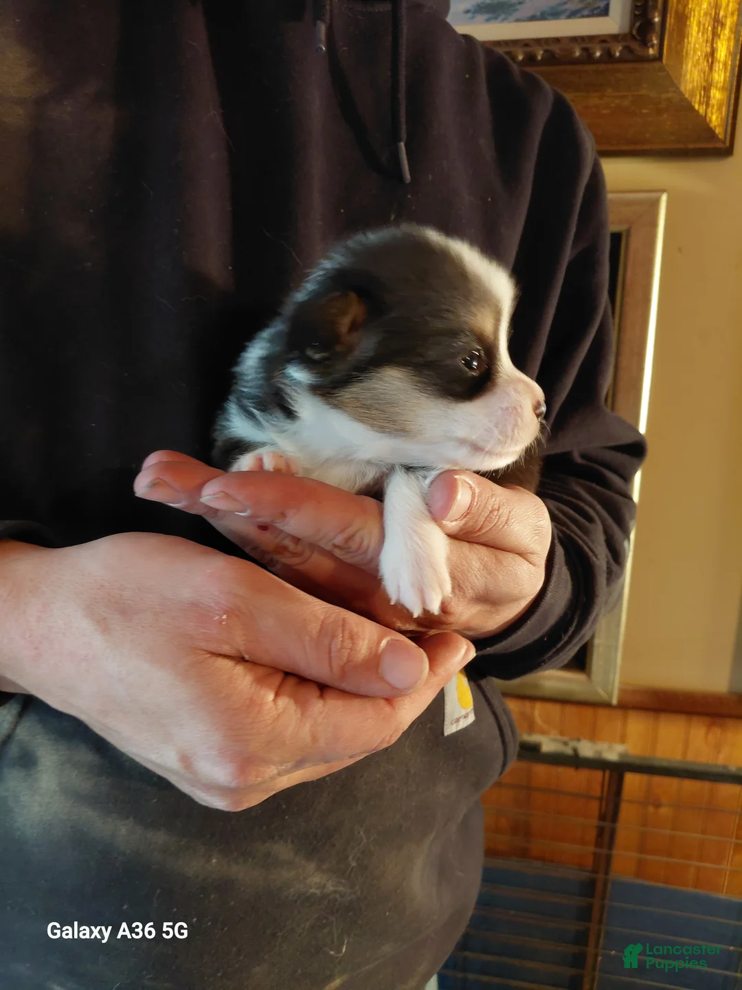 Welsh Corgi Pembroke dogs for sale: Peter Max - Ad 4