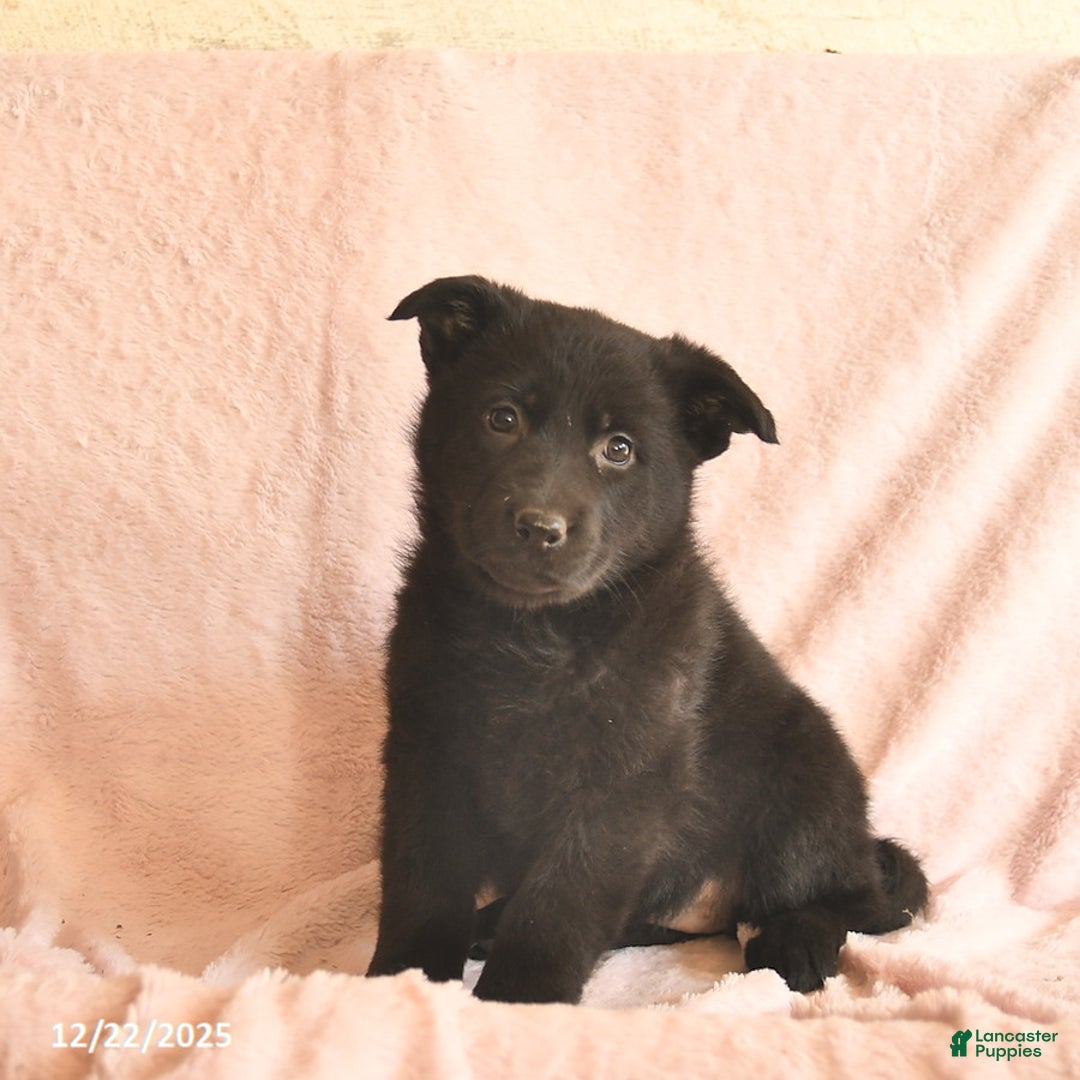 German Shepherd dogs for sale: Berry  - Ad 3