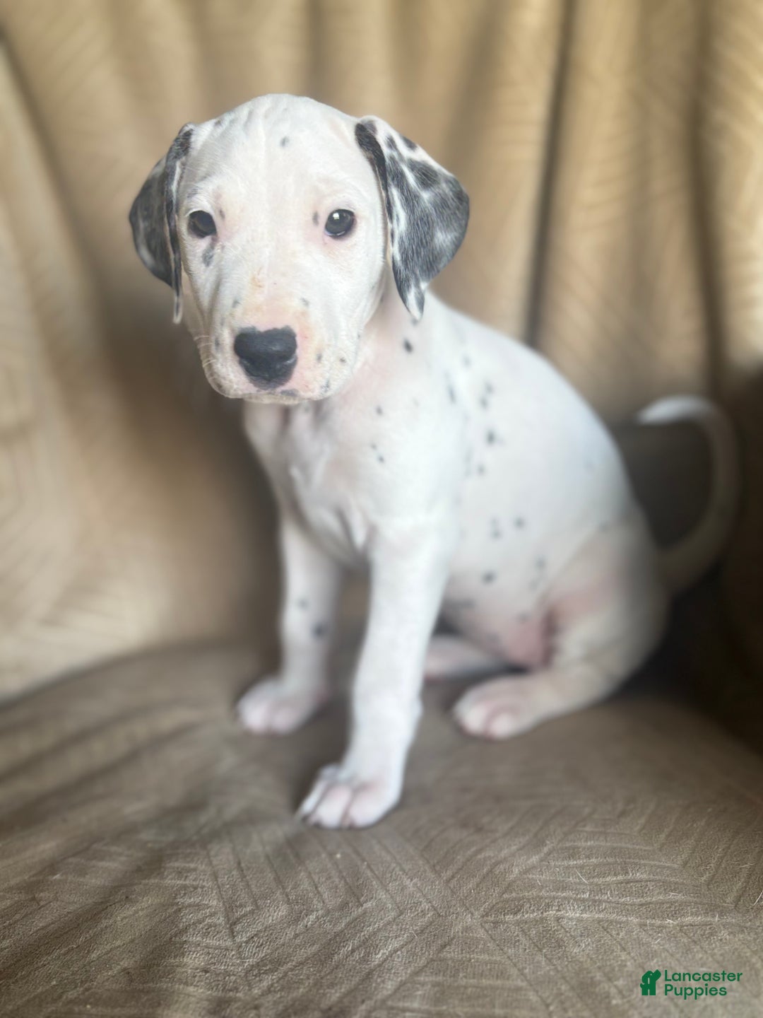 Mixed Breed dogs for sale: Jane - Ad 8