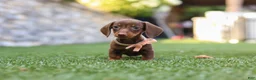 Miniature Dachshund dogs for sale: Ana - Ad 3