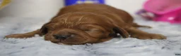 Cockapoo dogs for sale: Natalie - Ad 9