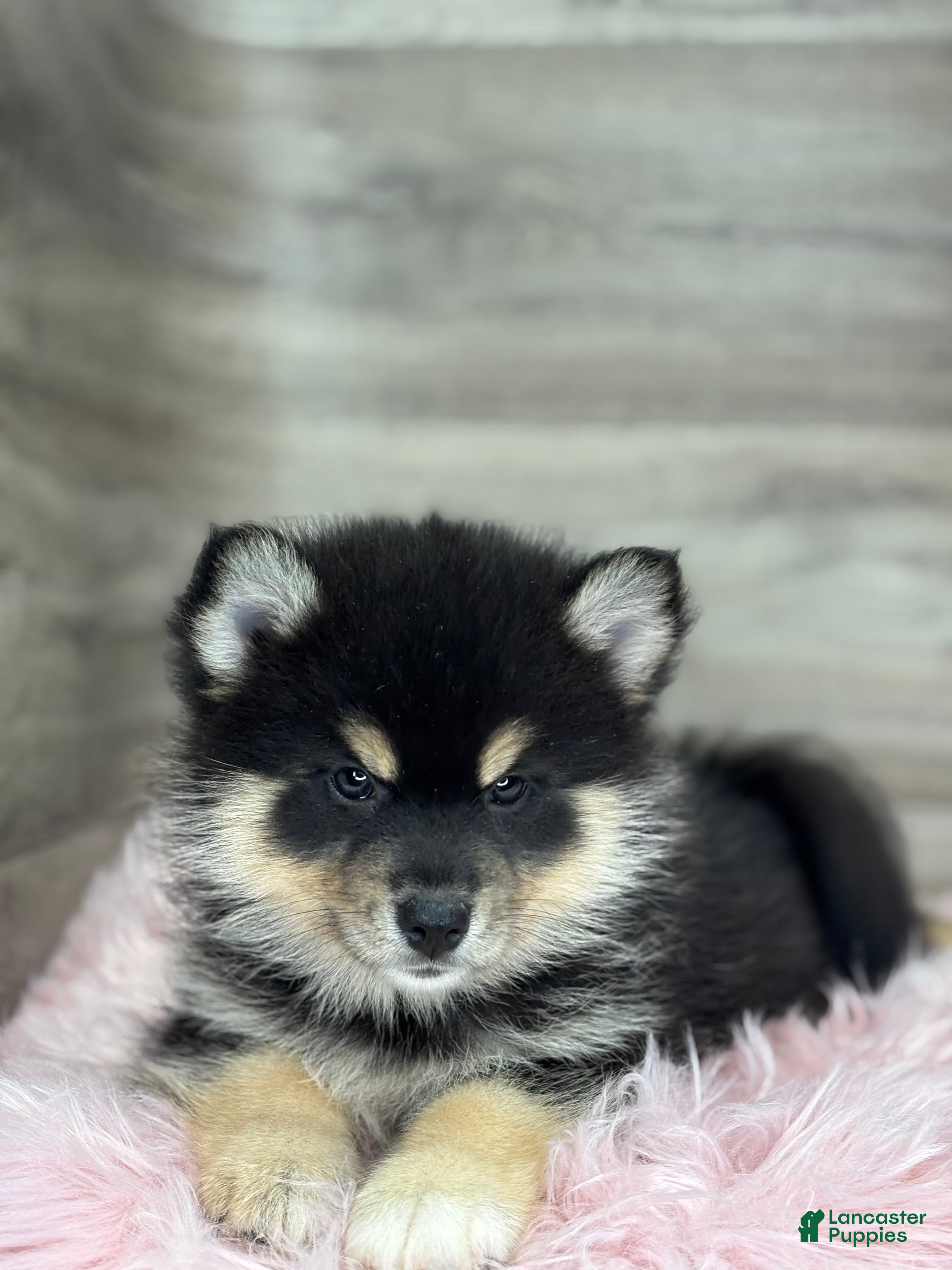 Pomsky dogs Samuel - Ad 2