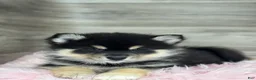 Pomsky dogs for sale: Samuel - Ad 2