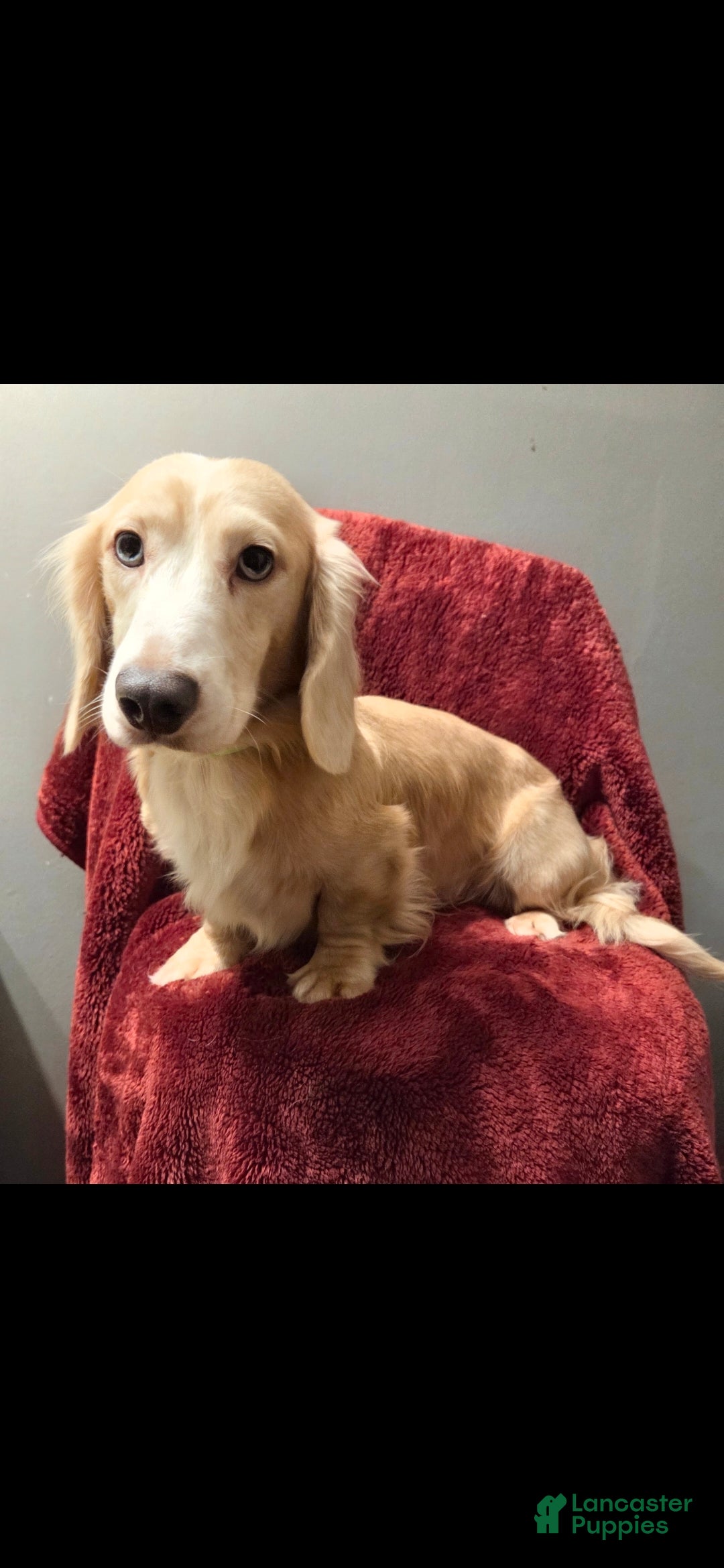 Miniature Dachshund dogs Chance - Ad 2