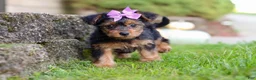 Yorkiepoo dogs for sale: Poppy - Ad 2