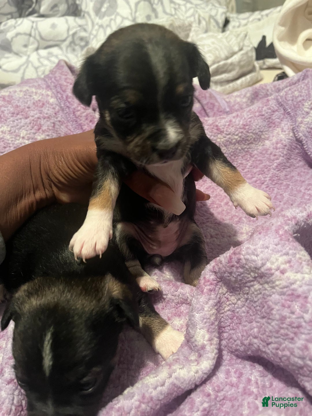 Chihuahua dogs for sale: Chihuahua Puppy 3 - Ad 13