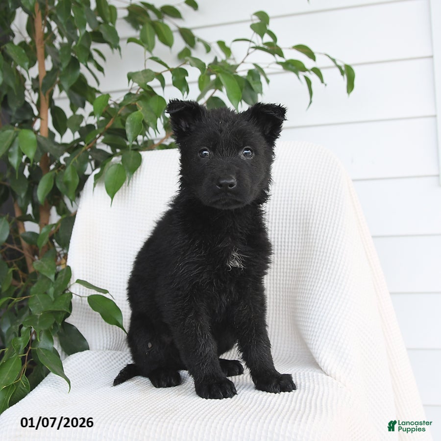 German Shepherd dogs Kimber - Ad 9