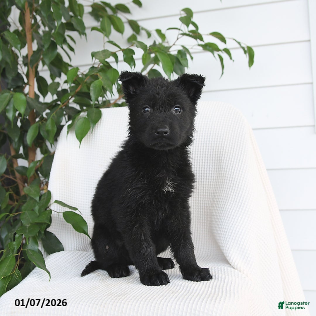 German Shepherd dogs for sale: Kimber - Ad 1