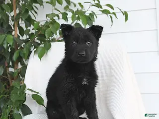 German Shepherd dogs Kimber - Ad 36