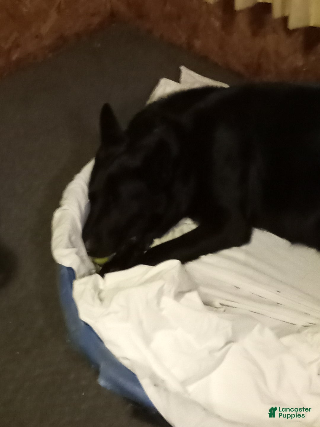 German Shepherd dogs for sale: German Shepherd Puppy 9 - Ad 2