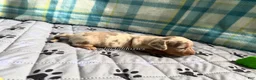 Miniature Dachshund dogs for sale: Isabella dapple smooth coat female AKC  - Ad 6