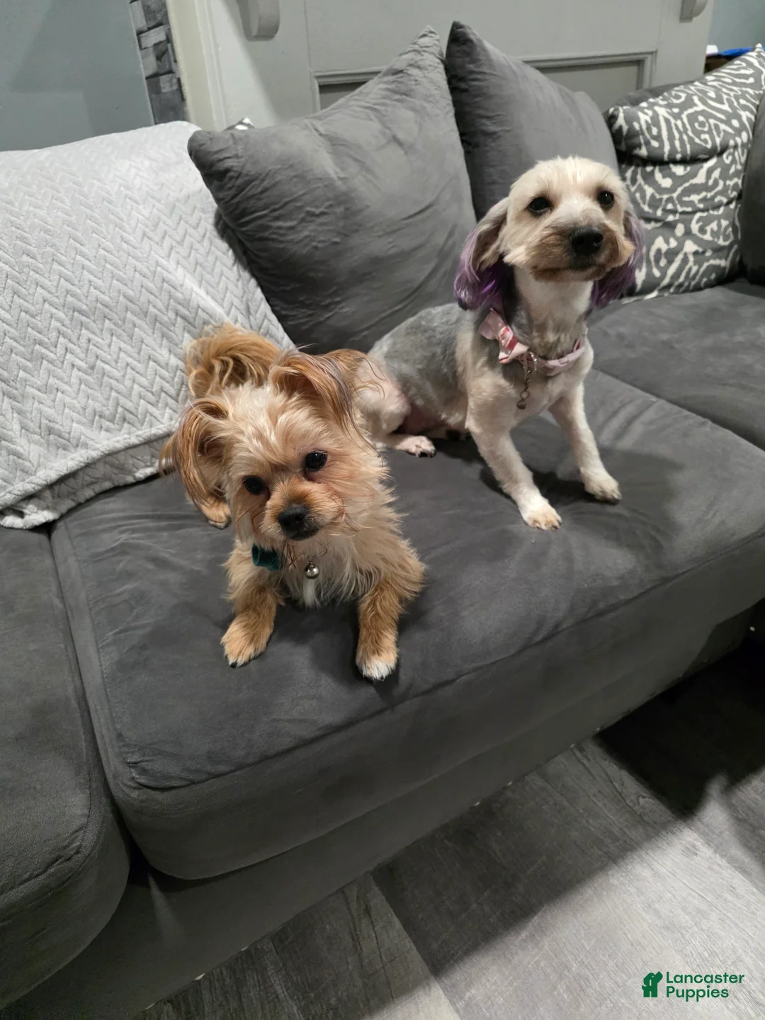 Shorkie dogs for sale: Shorkie Puppy 3 - Ad 10