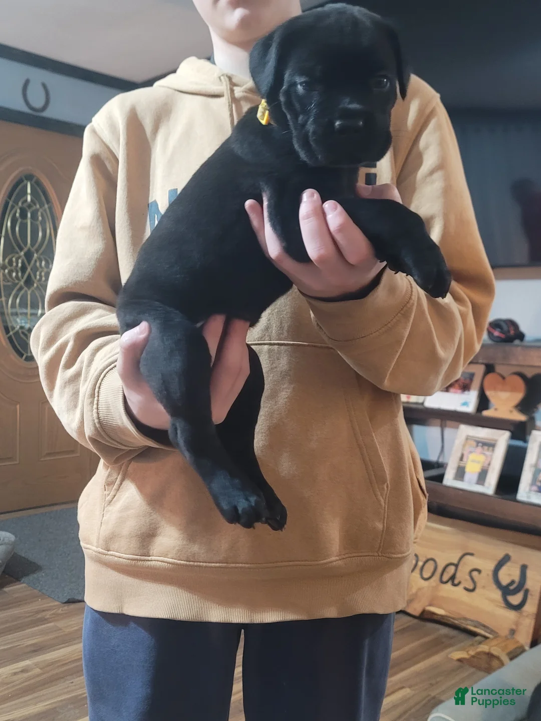 Cane Corso dogs for sale: Cane Corso Puppy 1 - Ad 1