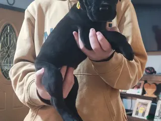 Cane Corso dogs Cane Corso Puppy 1 - Ad 19