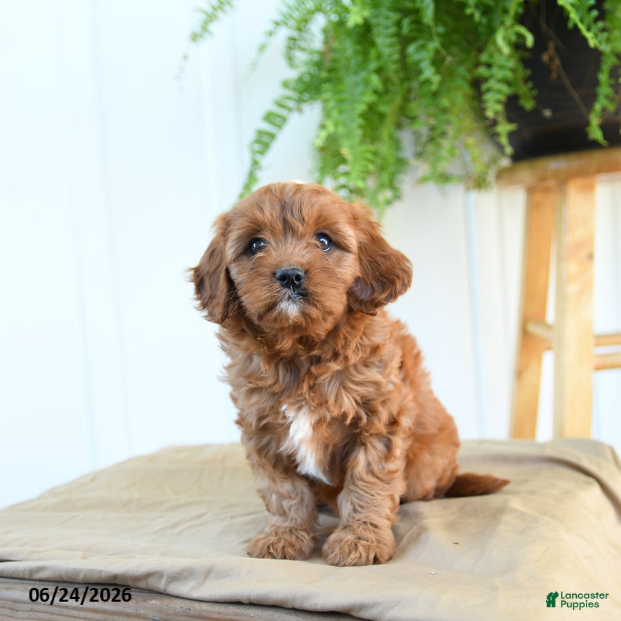 Cavapoo dogs Fern - Ad 1