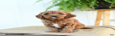Fern