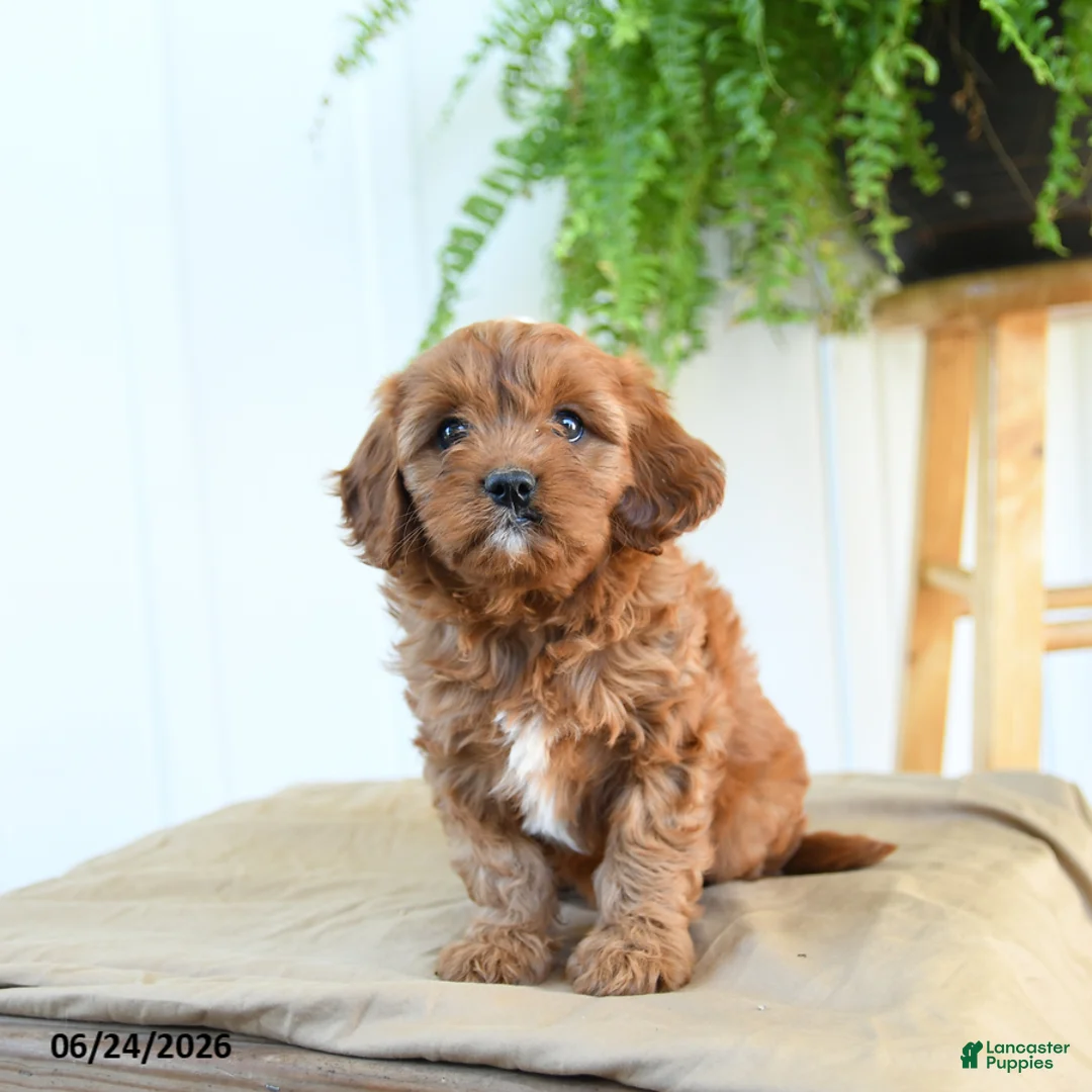 Cavapoo dogs for sale: Fern - Ad 1