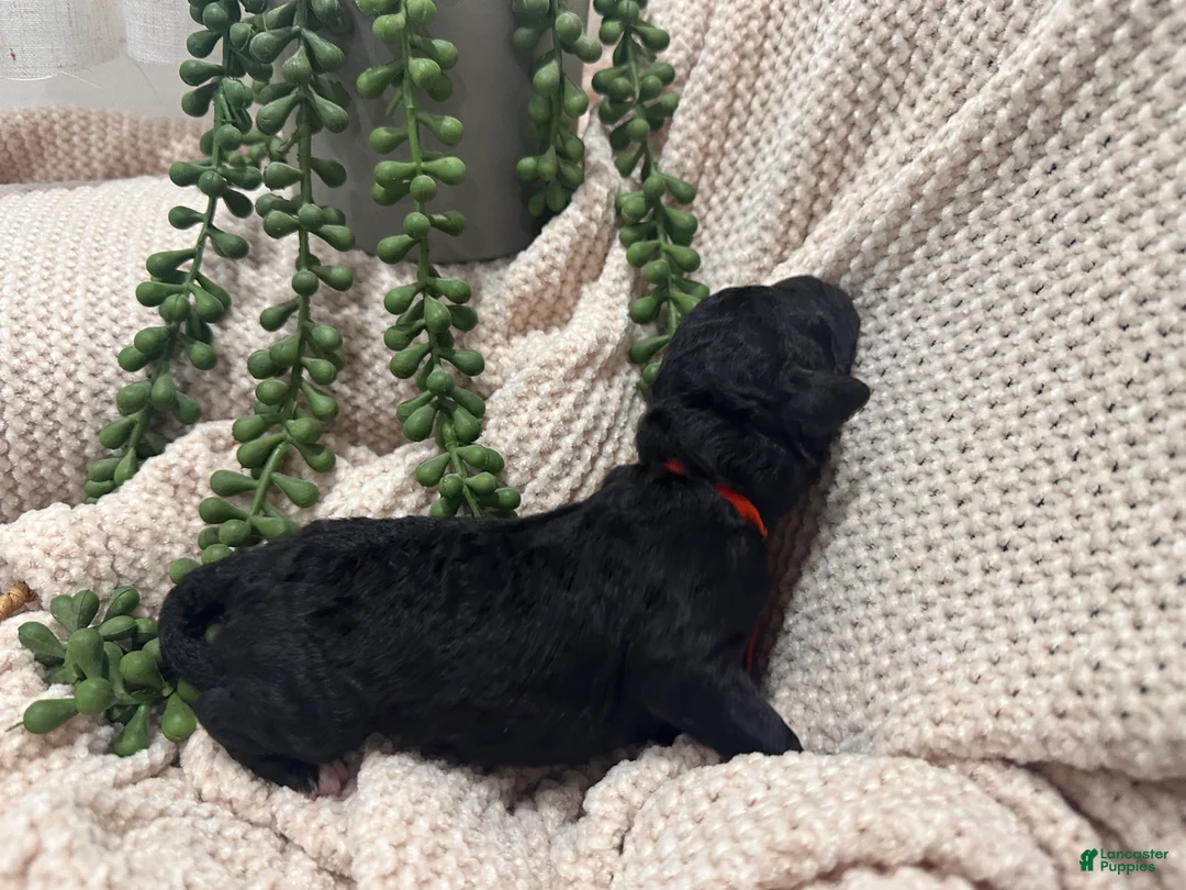 Goldendoodle dogs for sale: Onyx 🧡 - Ad 2