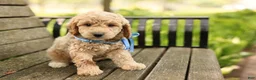 Mini Goldendoodle dogs for sale: Paddington - Ad 5