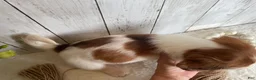 Miniature Dachshund dogs for sale: Luke - Ad 13
