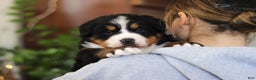 Bernese Mountain Dog dogs for sale: Princess Star - Ad 26