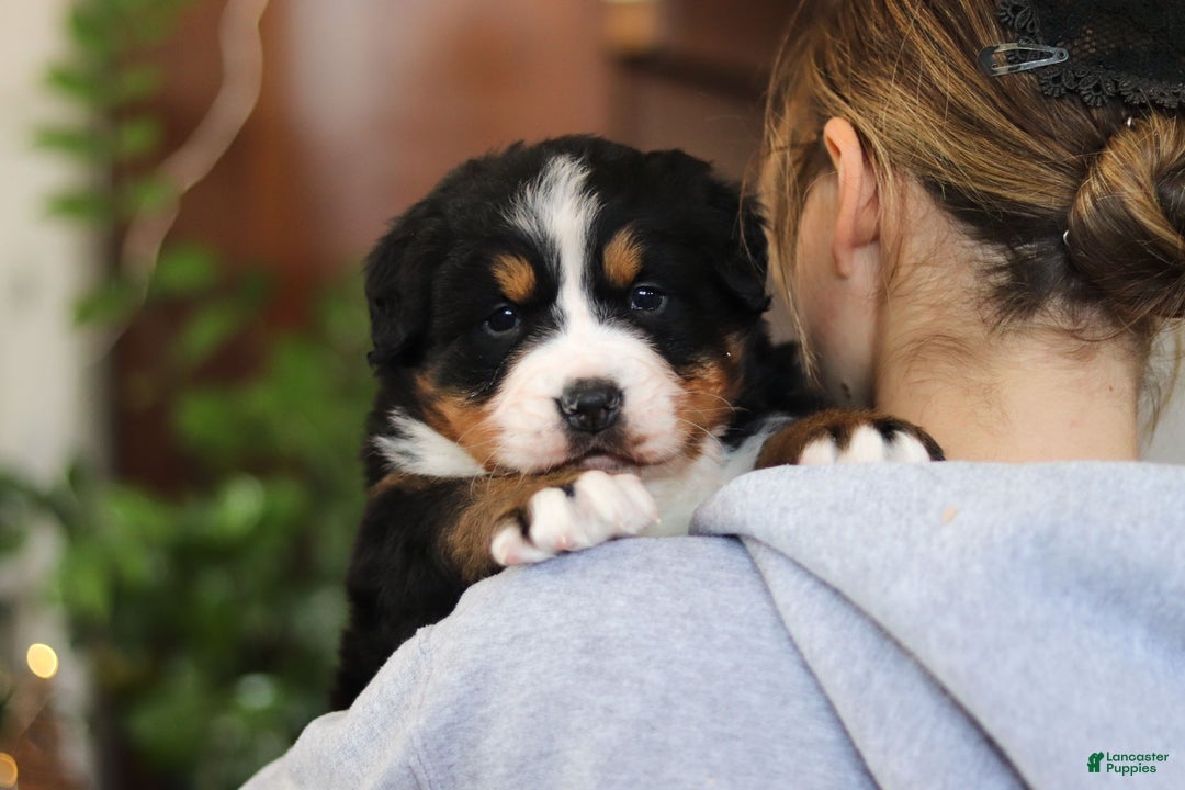 Bernese Mountain Dog dogs for sale: Princess Star - Ad 26