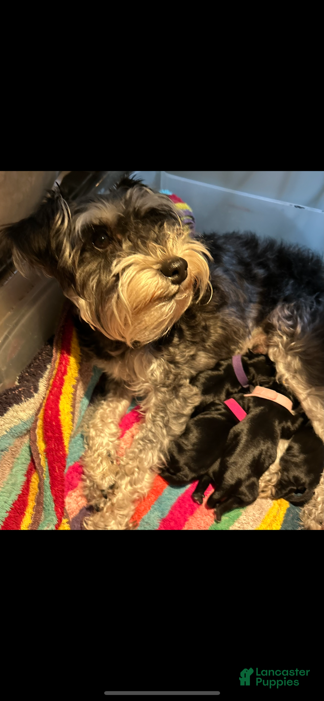 Miniature Schnauzer dogs for sale: Miniature Schnauzer Puppy 3 - Ad 23