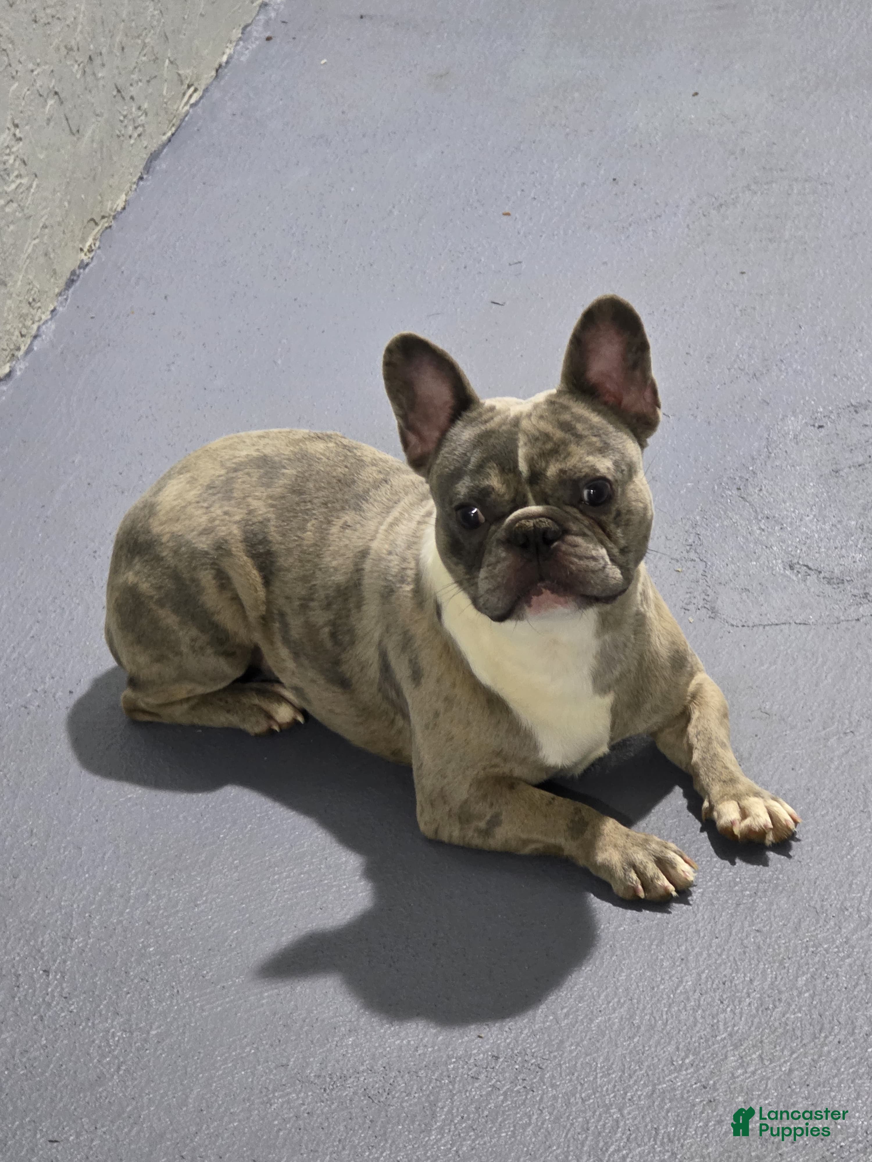 French Bulldog dogs for sale: French Bulldog Puppy 2 - Ad 1