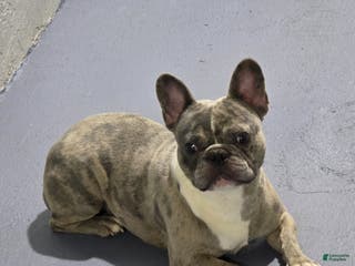 French Bulldog dogs French Bulldog Puppy 2 - Ad 1
