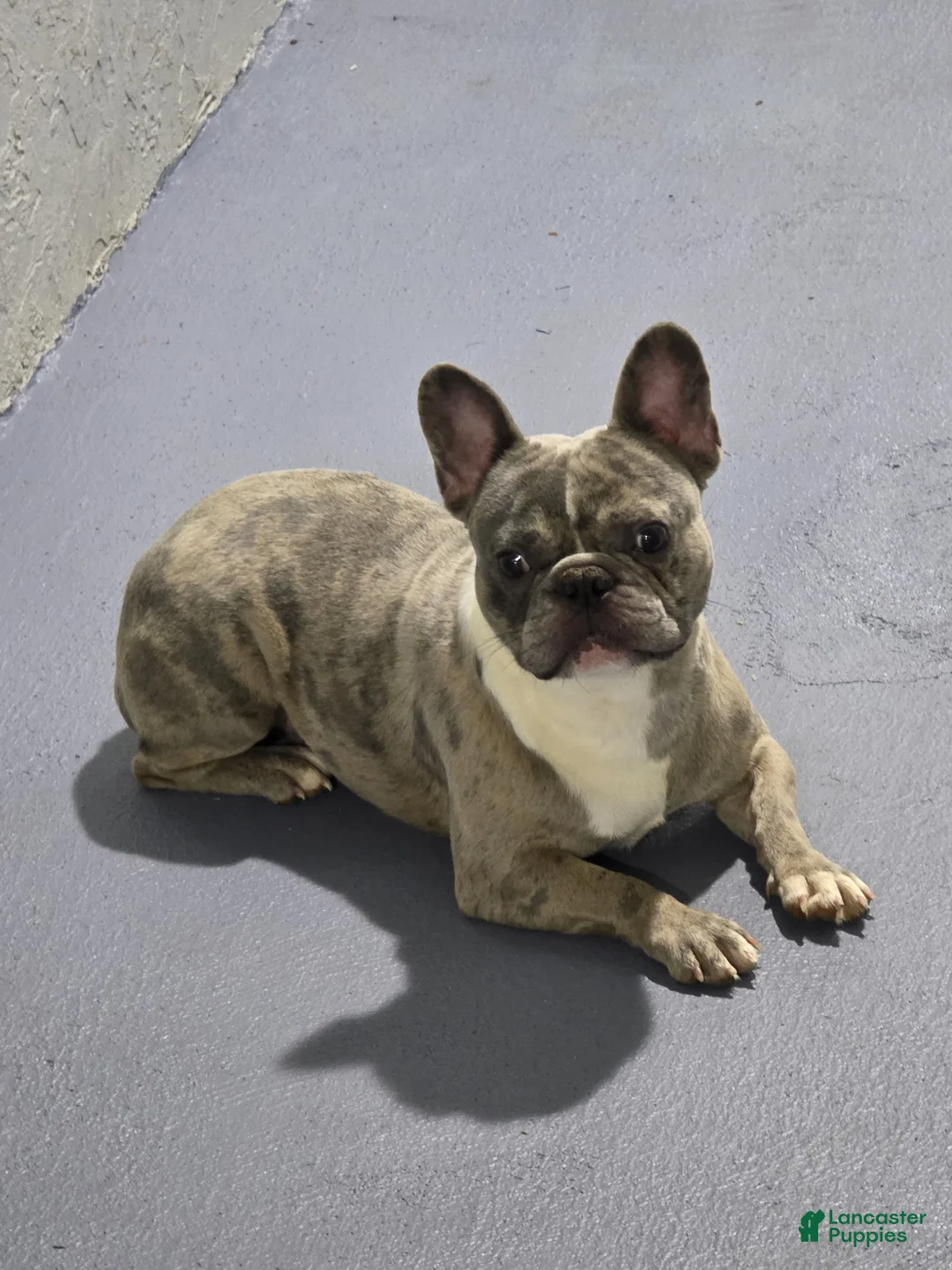 French Bulldog dogs for sale: French Bulldog Puppy 2 - Ad 1