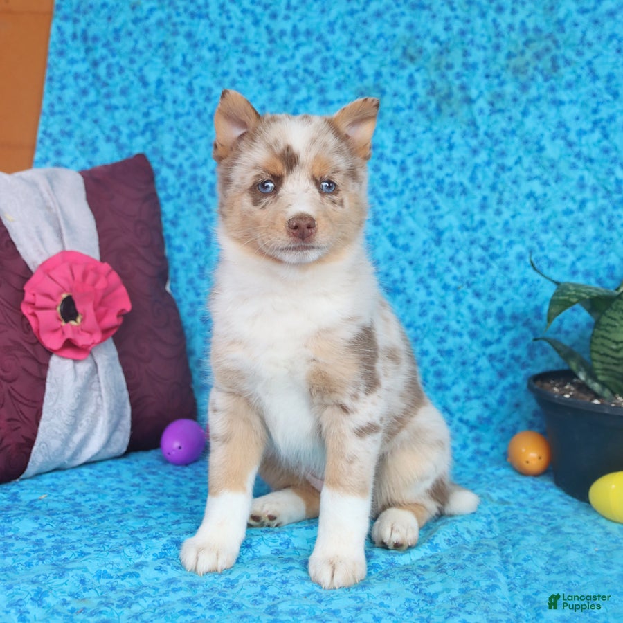 Pomsky dogs Blossom - Ad 1