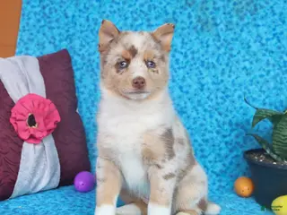 Pomsky dogs for sale: Blossom - Ad 2