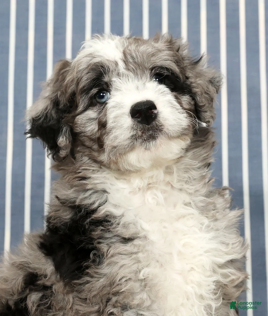 Mini Bernedoodle dogs for sale: Tate - Ad 9