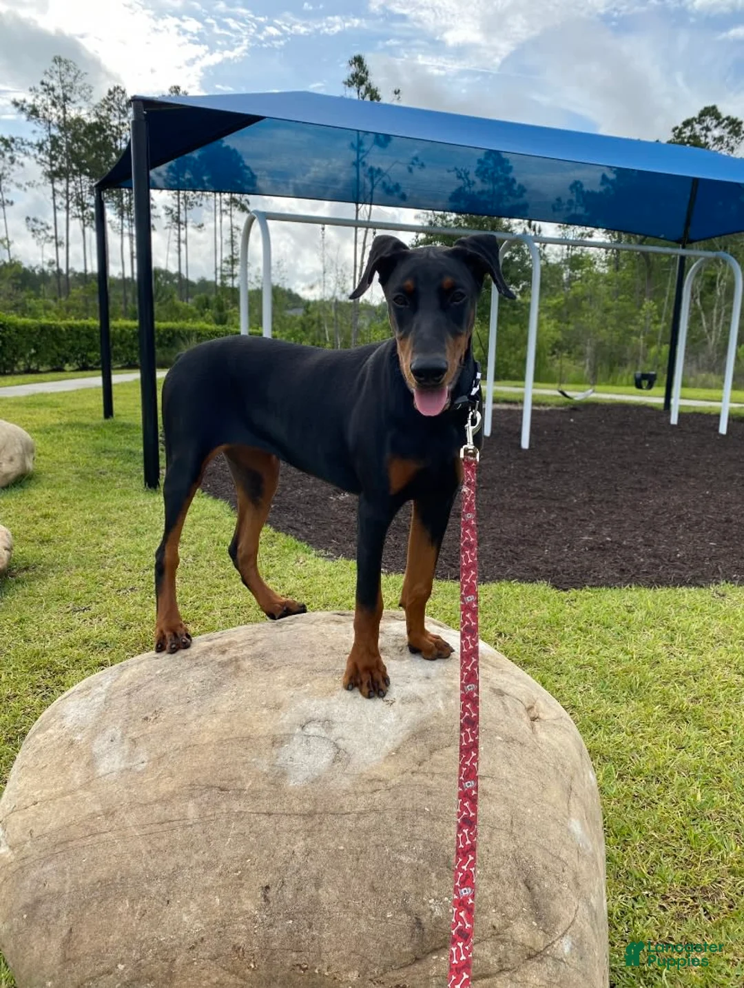 Gallery Image {{count}}