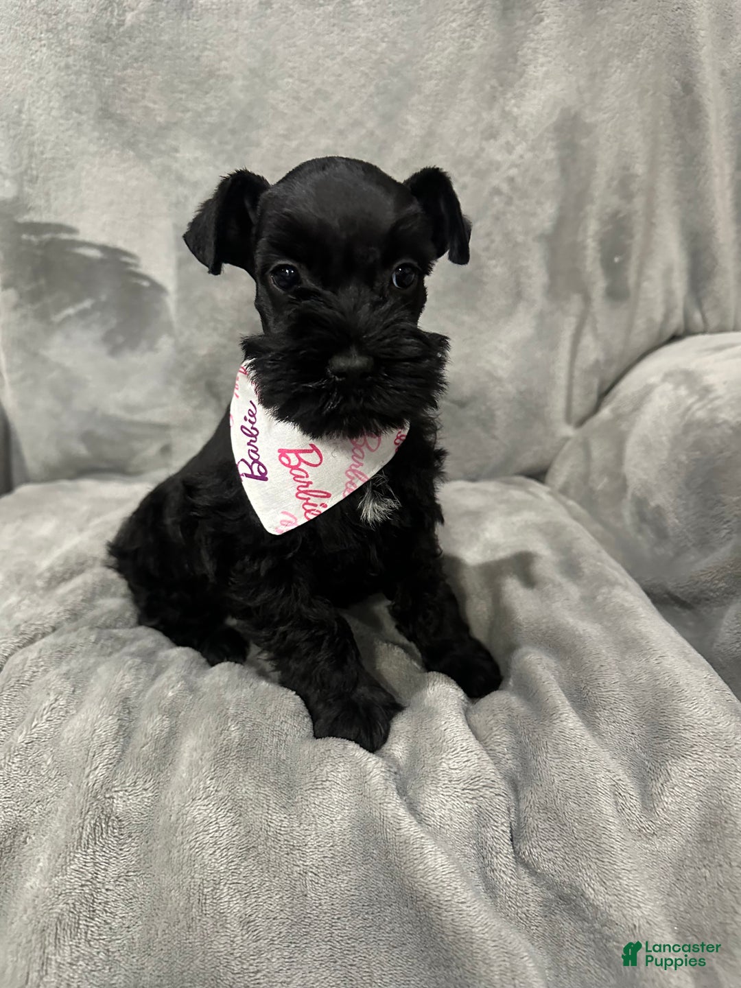 Miniature Schnauzer dogs for sale: Marley - Ad 3