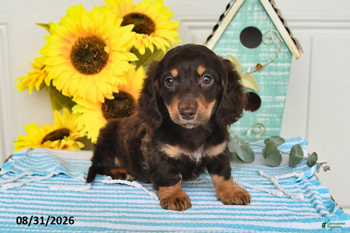 Miniature Dachshund dogs for sale: Porter - Ad 3