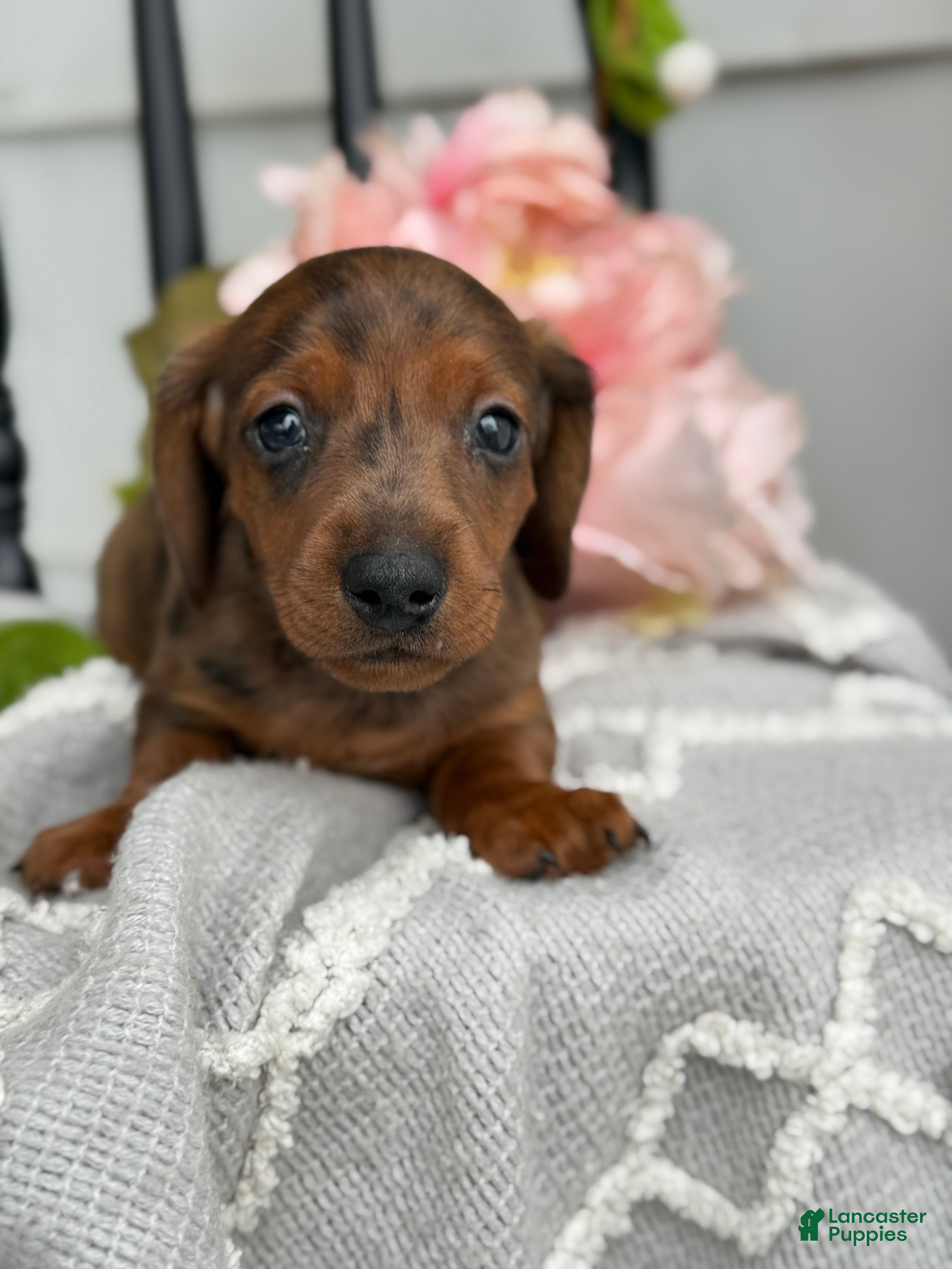Miniature Dachshund dogs Dune - Ad 1