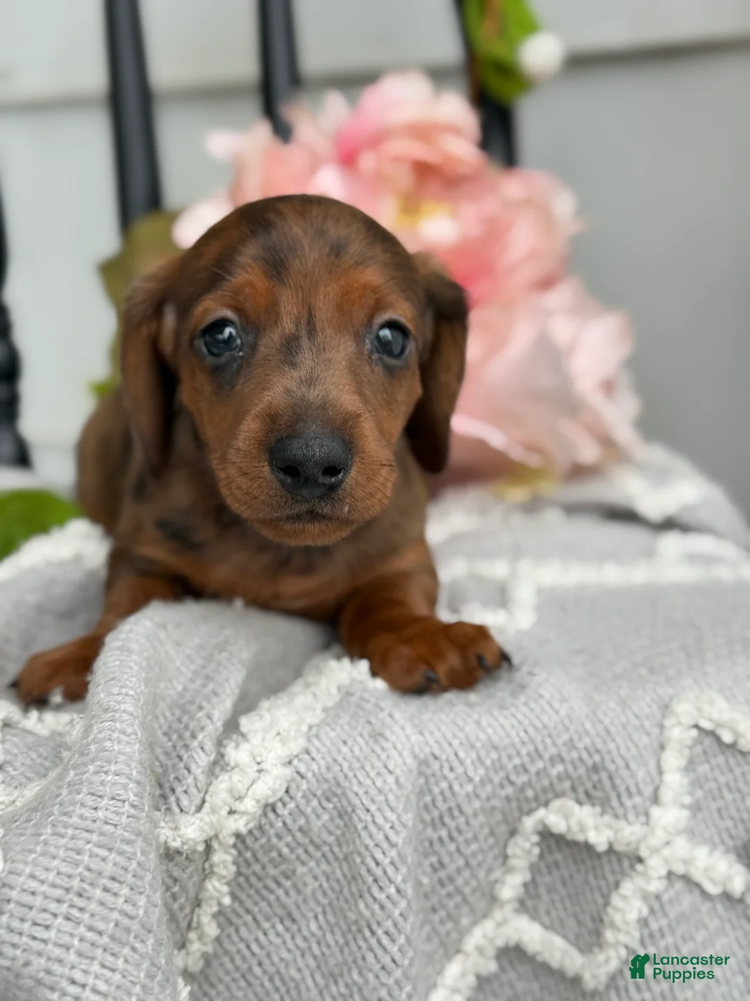 Miniature Dachshund dogs for sale: Dune - Ad 1