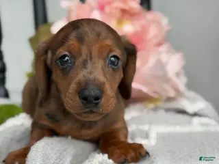 Miniature Dachshund dogs for sale: Dune - Ad 2