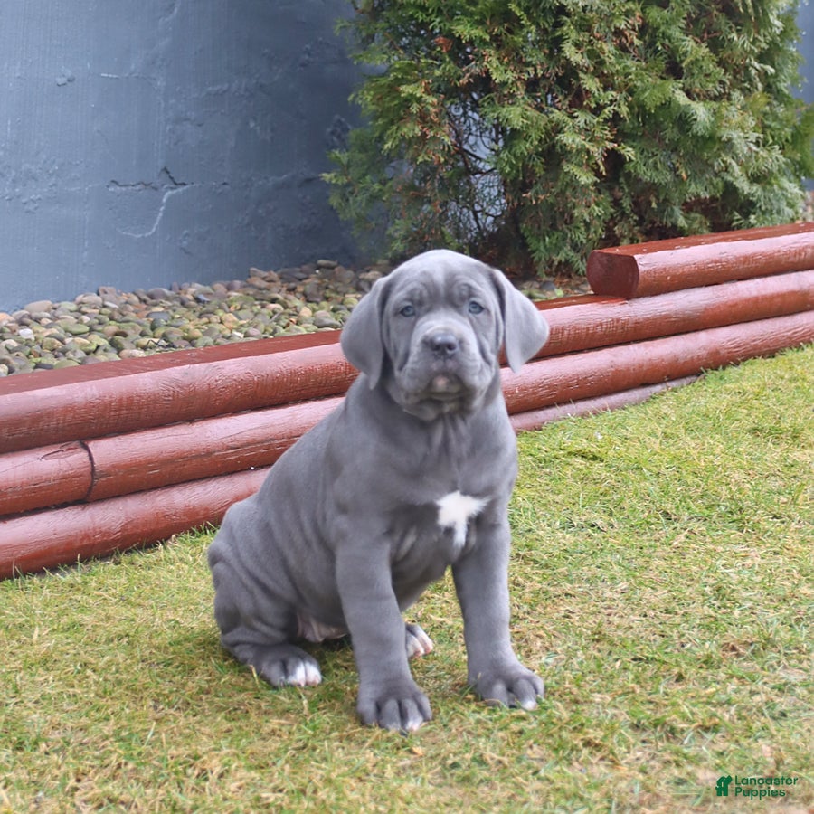 Cane Corso dogs Gabby - Ad 1