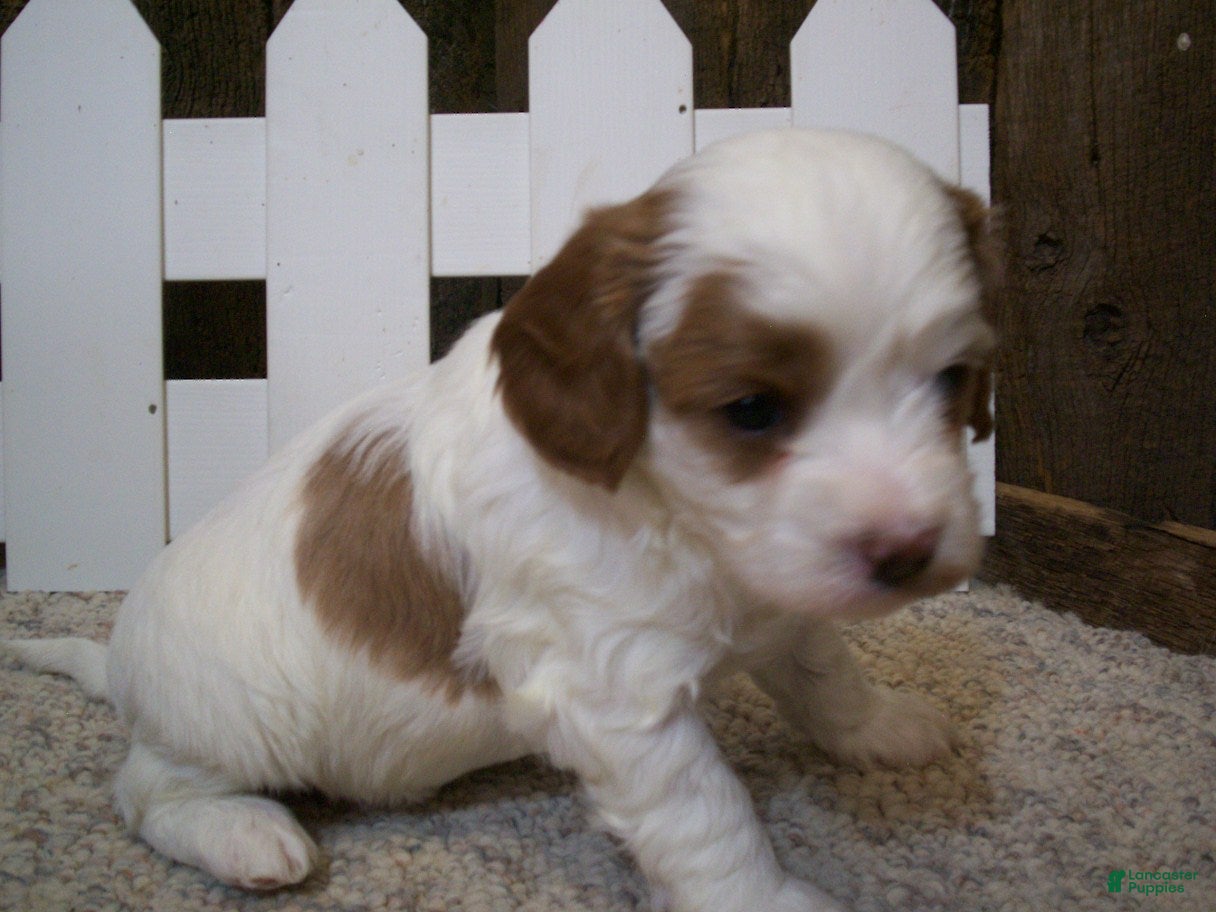 Cavapoo dogs Asher - Ad 2