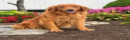 Golden Retriever dogs for sale: Rover - Ad 3