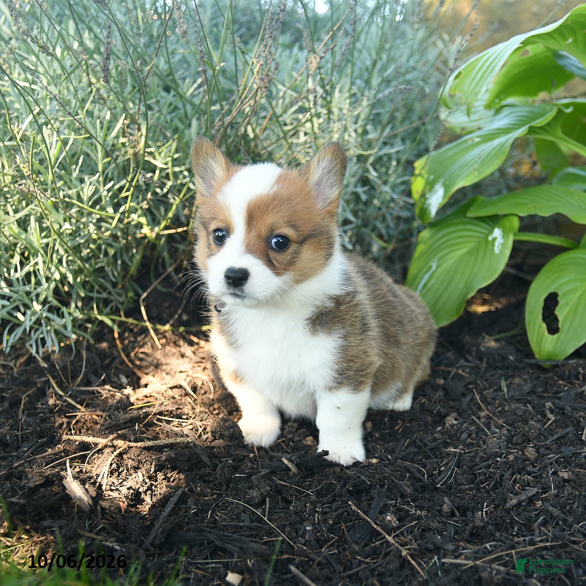 Welsh Corgi Pembroke dogs for sale: Candi  - Ad 2