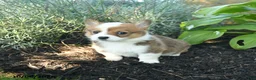 Welsh Corgi Pembroke dogs for sale: Candi  - Ad 2