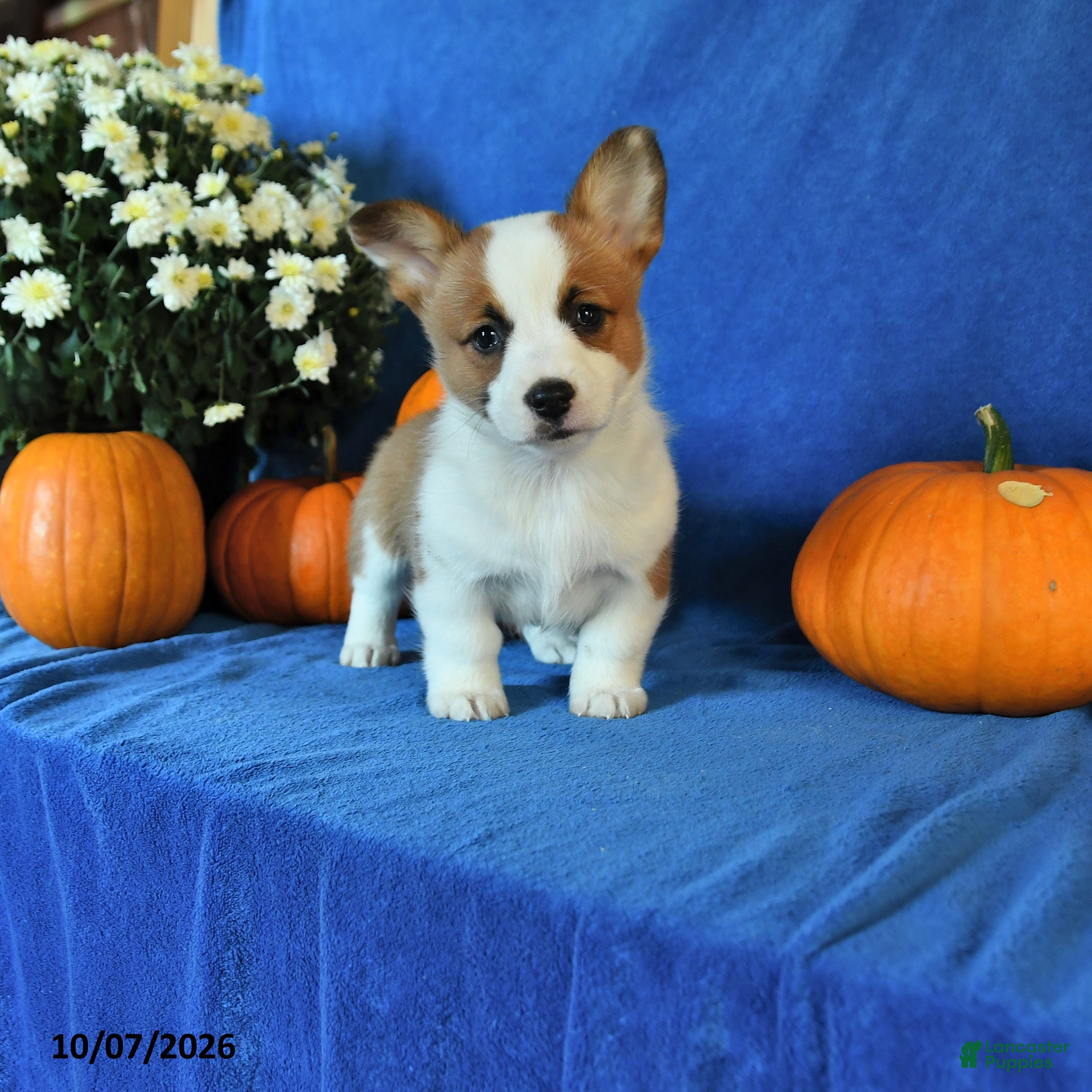 Welsh Corgi Pembroke dogs Keller - Ad 1