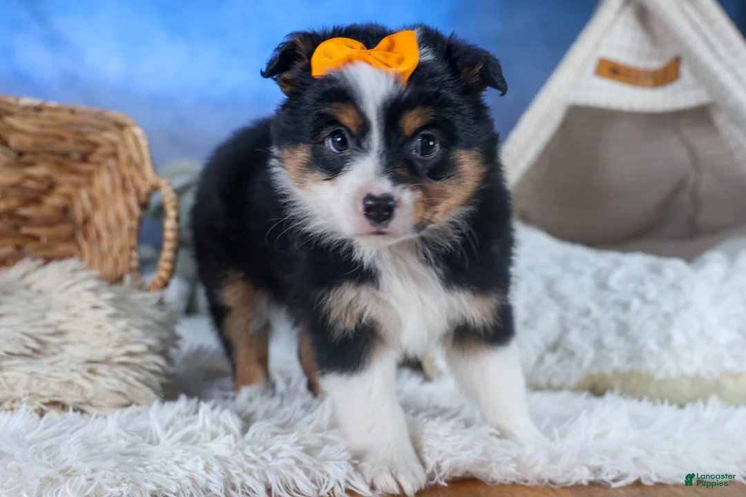 Mixed Breed dogs for sale: Stella - Ad 2