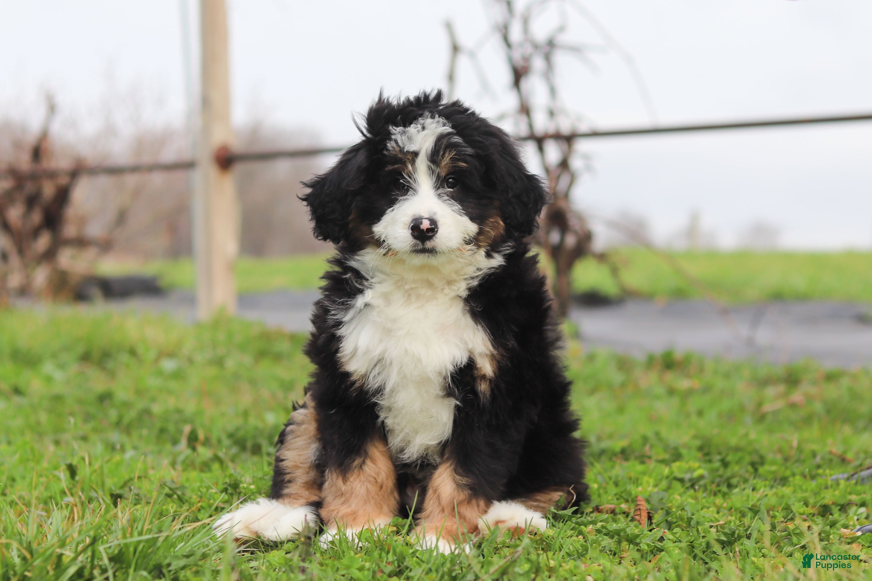 Mini Bernedoodle dogs Teddy  - Ad 1
