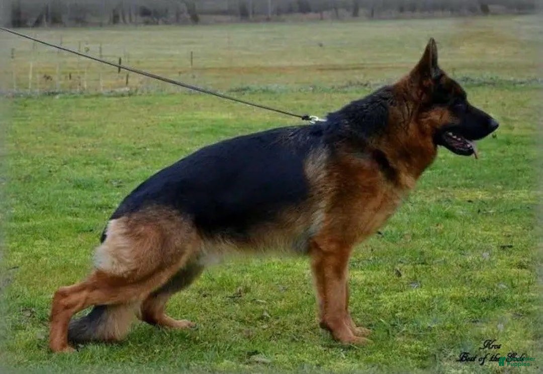 German Shepherd dogs for sale: Ella - Ad 4