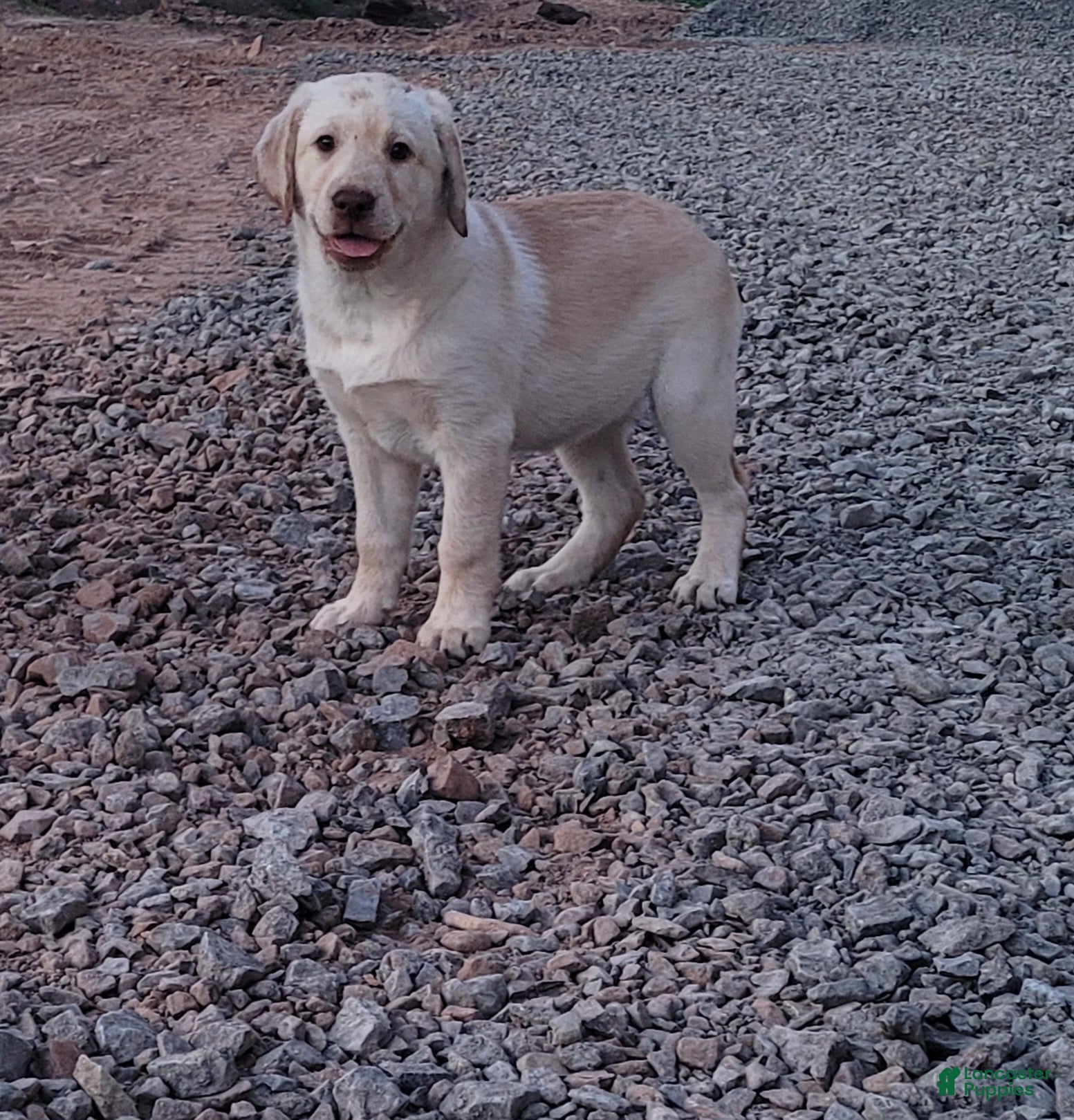 Labrador Retriever dogs Ruby - Ad 1
